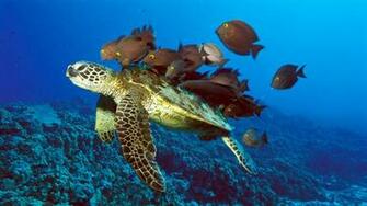 Banco De Im Genes Viaje Por El Fondo Del Mar Iv Animales Acu Ticos