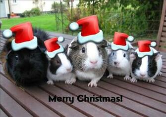 Guinea Pigs Graphics Code Christmas Comments Pictures