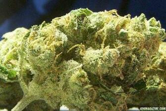Image Sour Diesel Pc Android iPhone And iPad Wallpaper