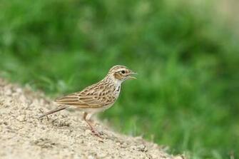 Juvenile Indian Bush Lark Bird And Wildlife Photography