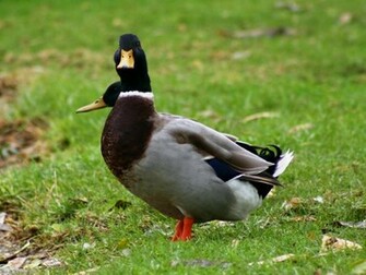 Mallard Duck Wallpaper