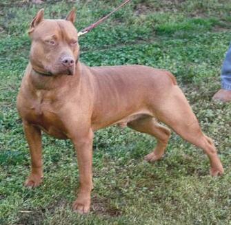 Red Nose Pitbull Wallpaper