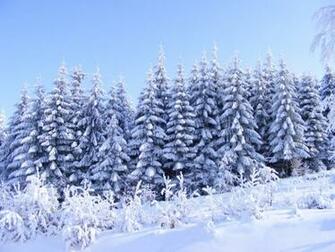 Pine Trees In Winter By Sadguardian