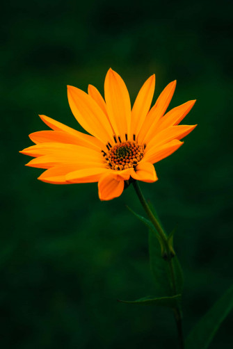 Orange Flower Wallpaper