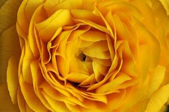 Rose Wallpaper Nature Flowers Yellow Macro