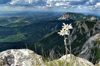 Edelweiss Wallpaper HD