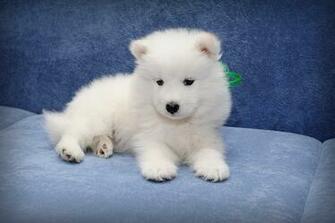 Pics Photos Samoyed Dog Puppies