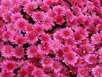 Flowers For Flower Lovers Beautiful Wallpaper