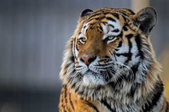 Sfondi Animali 4k Sfondosfondi Image Wallpaper