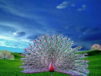 Pink Peacock Shades Of