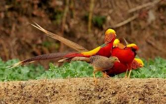 Pheasant Wallpaper