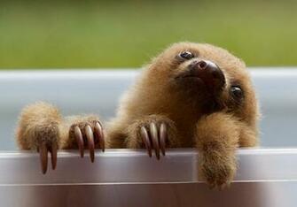Baby Sloth Wallpaper