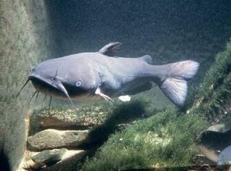 Catfish Photo And Wallpaper Cute Grey Channel Pictures