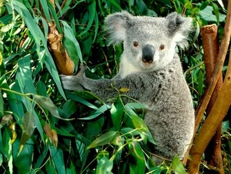 Koala Imagini Fundaluri Poze Wallpapere