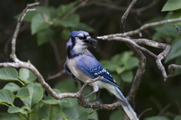 Blue Jay A New Look At Common Feeder Bird