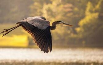 Blue Great Heron Herring Bird Tag