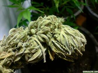 White Widow Nug Image