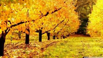 Golden Orchard Wallpaper