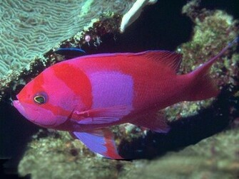 Fish Wallpaper Photos