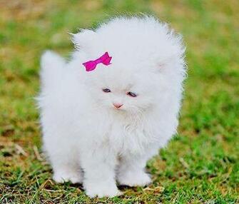 Beautiful HD Puppies Dogs Wallpaper Desktop