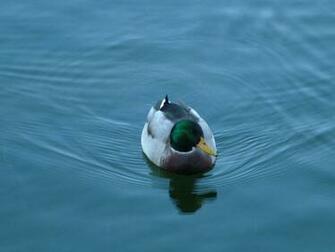 Index Of Wallpaper Ducks Xls