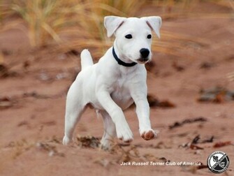 Jack Russell Terrier Jrtca Wallpaper