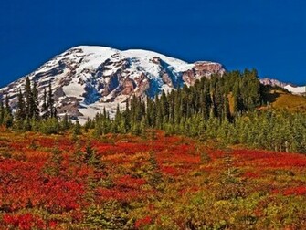 Field Of Flowers Wallpaper