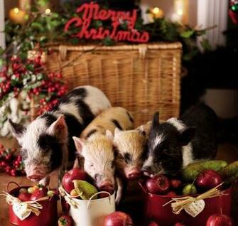 Funny Pictures Cute Little Pigs In Christmas Tree Photos