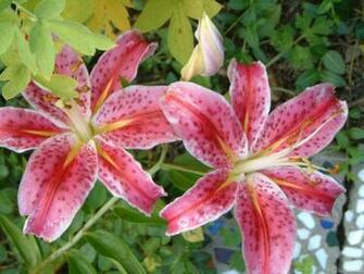 Lily Wallpaper Stargazer