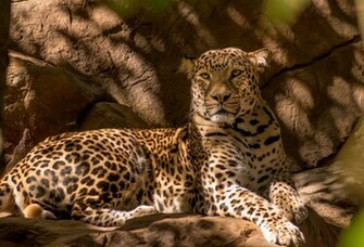 On August By Stephen Comments Off Wild Cats Wallpaper