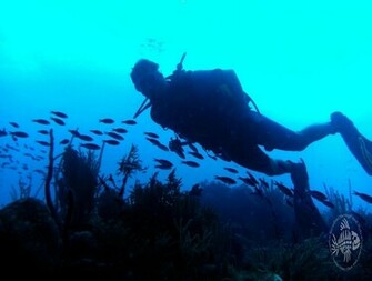Diving Photo Gallery Our Pictures