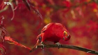 Redbird Live Wallpaper For Rainwallpaper By Rainysoft