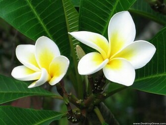 Desktop Wallpaper Flowers Background Frangipani