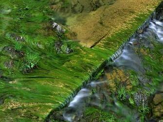 Patterns In Harts Run Greenbrier State Forest West Virginia Wallpaper