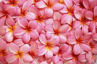 Pink Plumeria Wallpaper