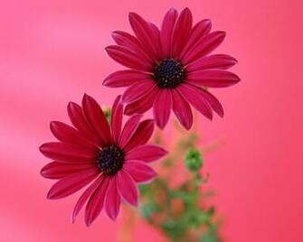 Colorful Gerber Daisy Wallpaper Image Amp Pictures Becuo