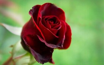 Desktop Wallpaper Of Romantic Red Rose Computer