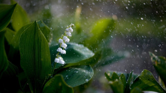 Desktop Wallpaper Lily Of The Valley At Mark Strasser