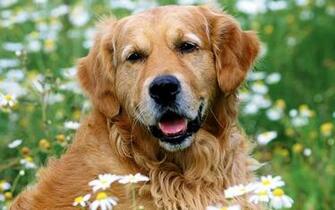 Golden Retriever Puppies Background Wallpaper High Definition