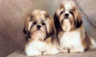 Shih Tzu