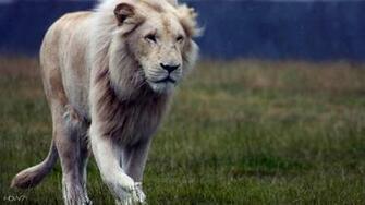 White Lion HD Wallpaper Gallery