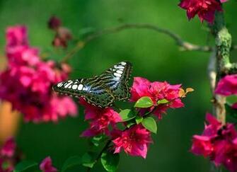 Flowers For Flower Lovers Butterfly Natural Beauty Desktop