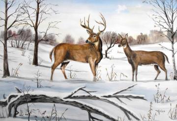 Early Snow Whitetail Deer Watercolor Artwork