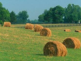 Summer Harvest Kentucky Wallpaper Enjoy