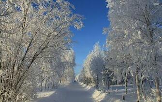 Pretty Path Forest Winter Snow Wallpaper