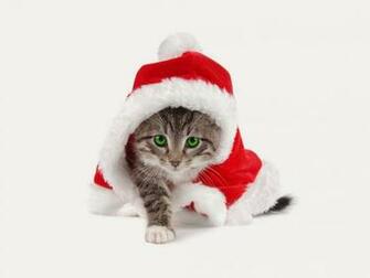 Cat Christmas Gift Wallpaper Beautiful Desktop