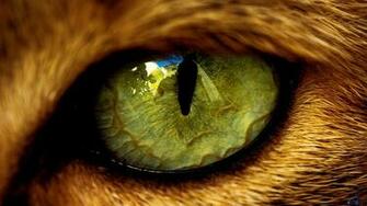 Cat Wallpaper