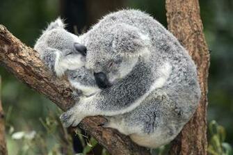 Kali Wallpaper Cute Koala Bear HD