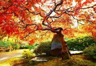 Japanese Maple Tree Wallpaper I By Coulombic