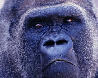 Wallpaper Collections Gorilla Background